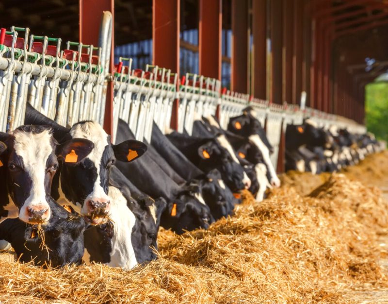 NZ Dairy Amid US Tariff Tension ...